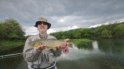 chalk river brown trout